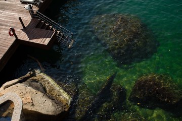 Dock