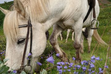 Horseback riding