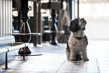 Pet-friendly