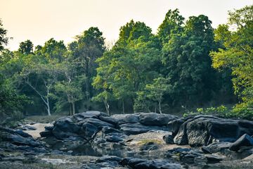 Safari