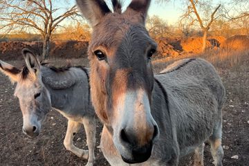 Safari