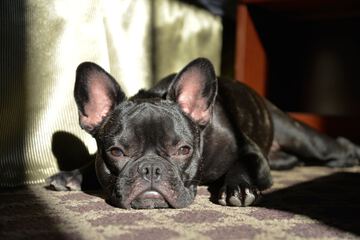 Pet Friendly 23 of 23