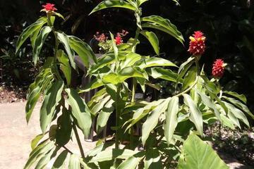 Photo 36
