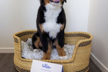 Pet-friendly amenities