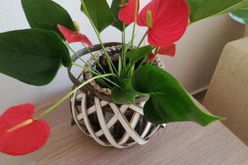 Photo 26