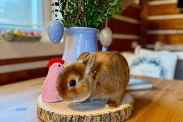 Photo 21