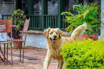 Pet-friendly