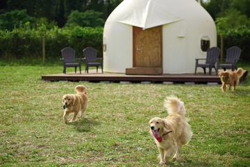 Pet-friendly amenities