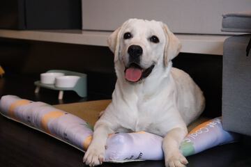 Pet-friendly