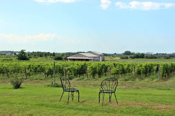 Vineyard view