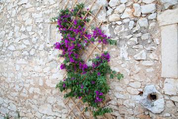 Photo 75