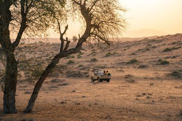Safari