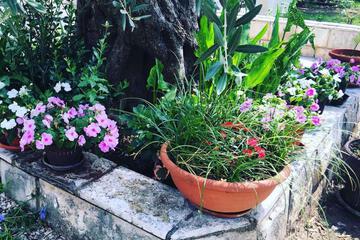 Photo 27