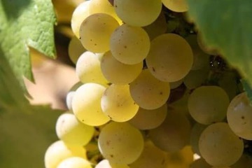 Vineyard