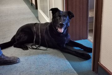 Pet-friendly