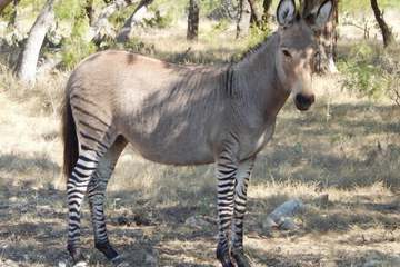 Game viewing
