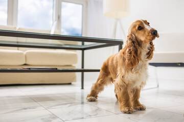 Pet-friendly amenities
