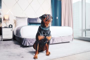 Pet-friendly
