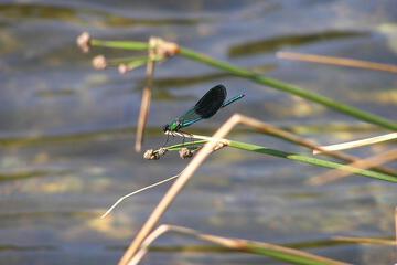 Photo 24