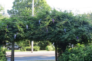 Garden view
