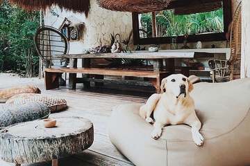 Pet-friendly