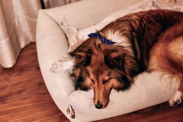 Pet-friendly