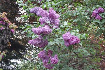 Photo 57