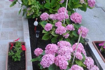 Photo 31