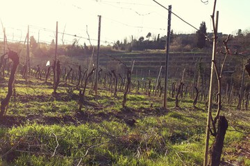 Vineyard