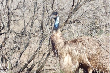 Game viewing