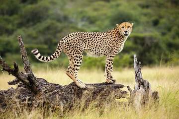 Safari