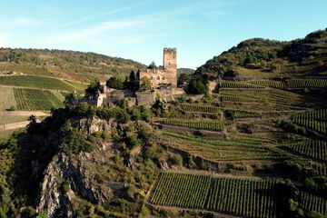 Vineyard view