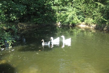 Lake