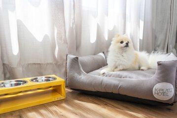 Pet-friendly amenities