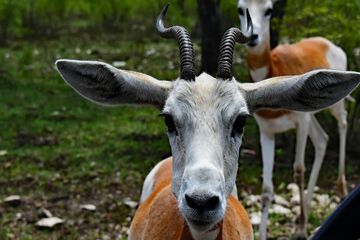Game viewing