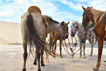 Horseback riding