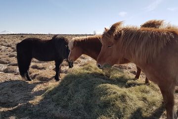 Horseback riding