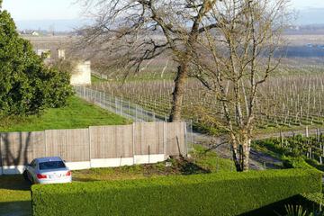Vineyard