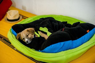 Pet-friendly