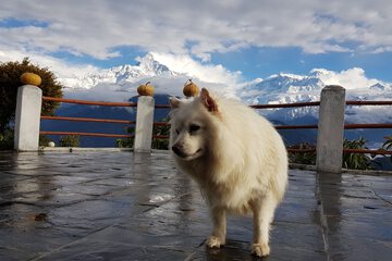 Pet-friendly