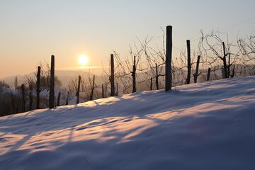Vineyard