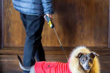 Pet-friendly