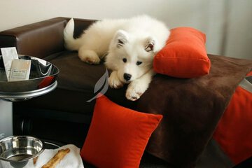 Pet-friendly