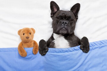 Pet-friendly