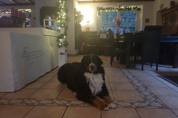 Pet-friendly