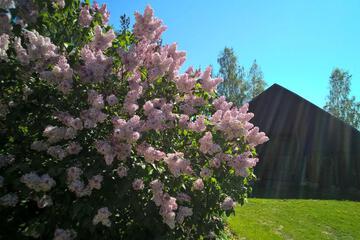 Photo 41