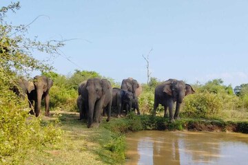 Safari