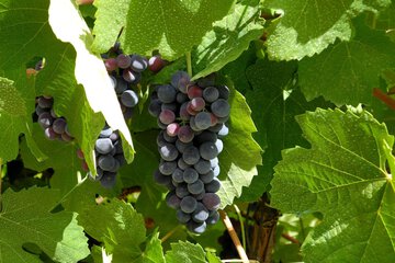 Vineyard