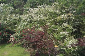Photo 52