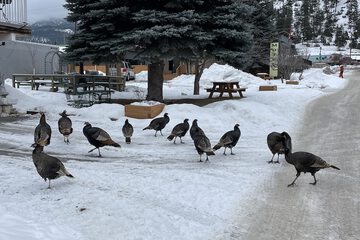 Game viewing